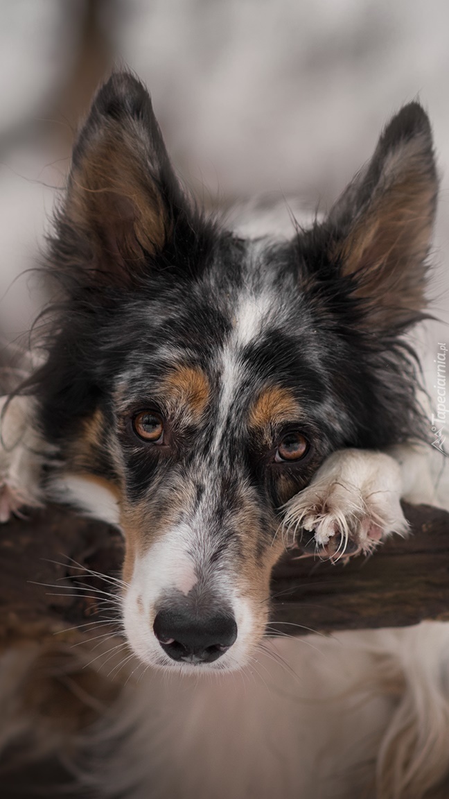 Border collie oparty mordką o gałąź