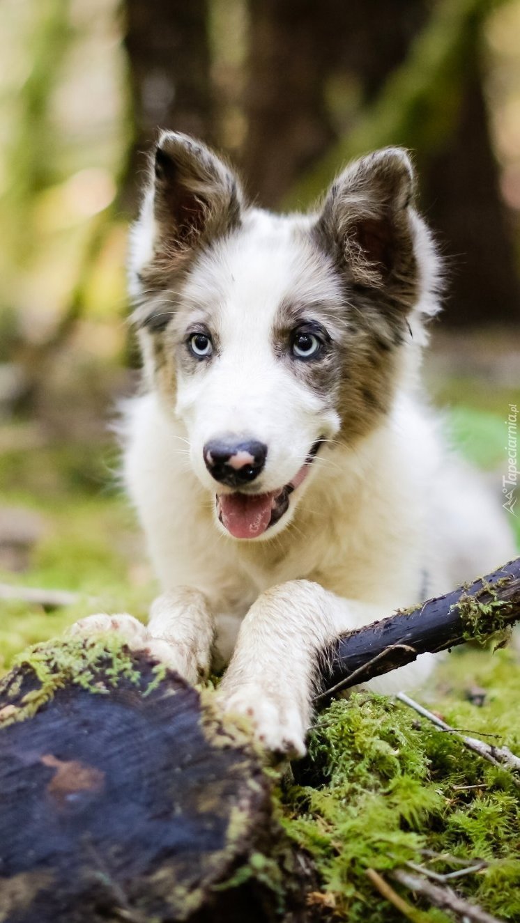 Border collie oparty na pniu