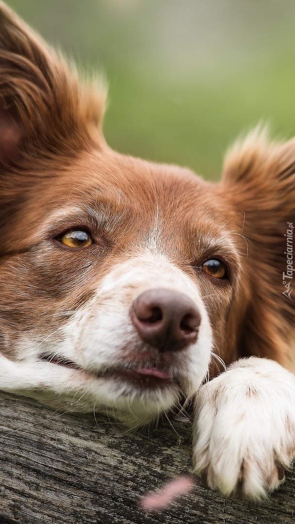 Border collie oparty o deskę