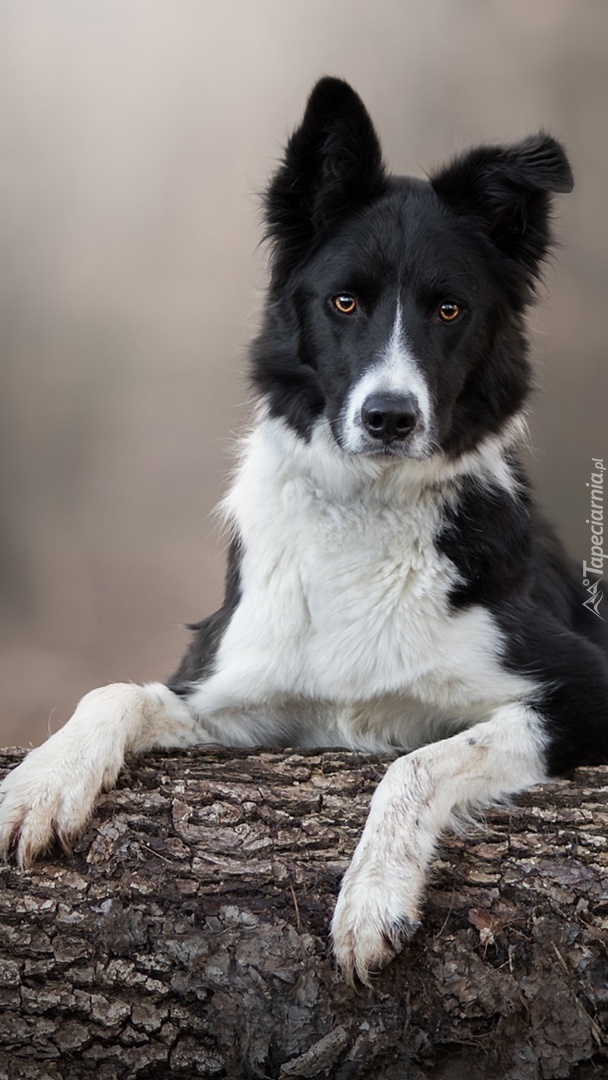 Border collie oparty o drzewo