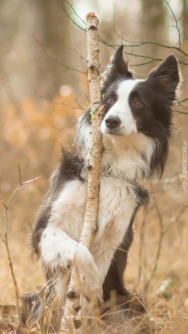 Border collie pilnuje patyka