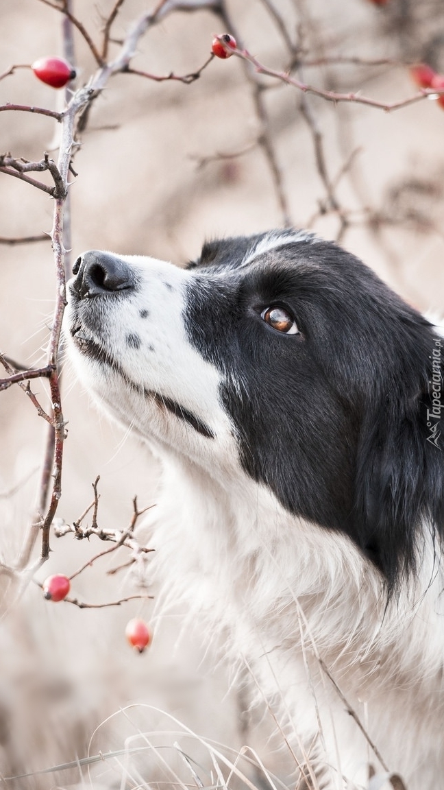 Border collie pod gałązkami dzikiej róży