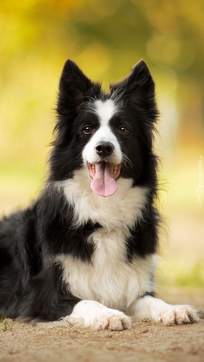 Border collie pokazuje język