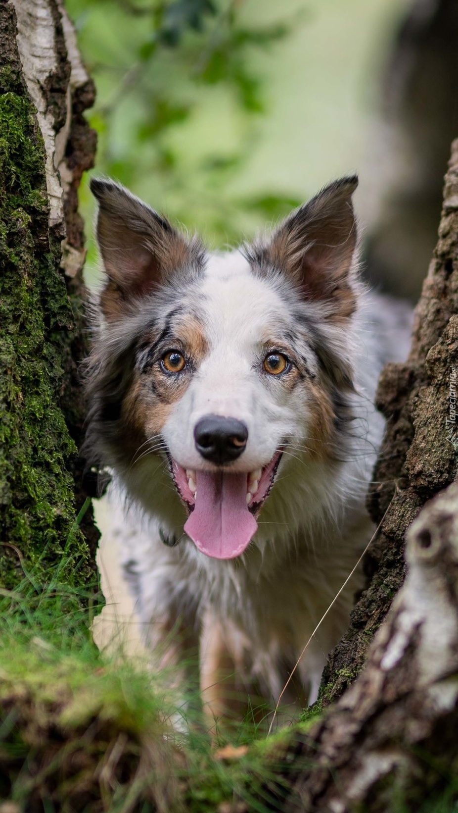 Border collie pomiędzy brzozami