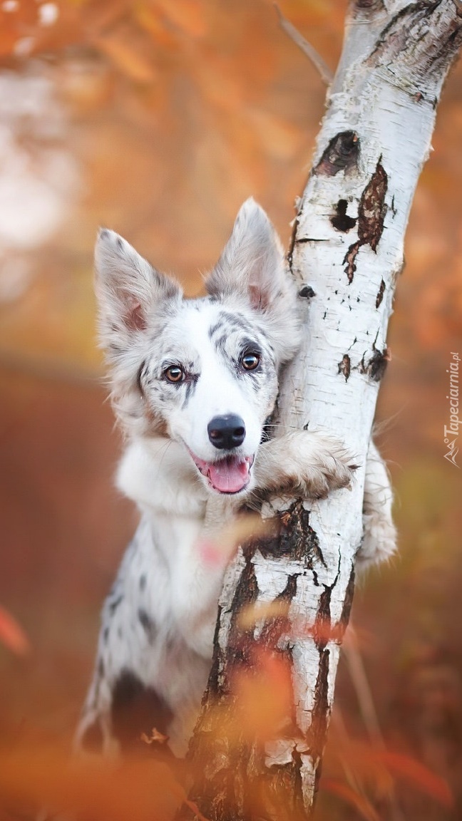 Border collie przy brzozie