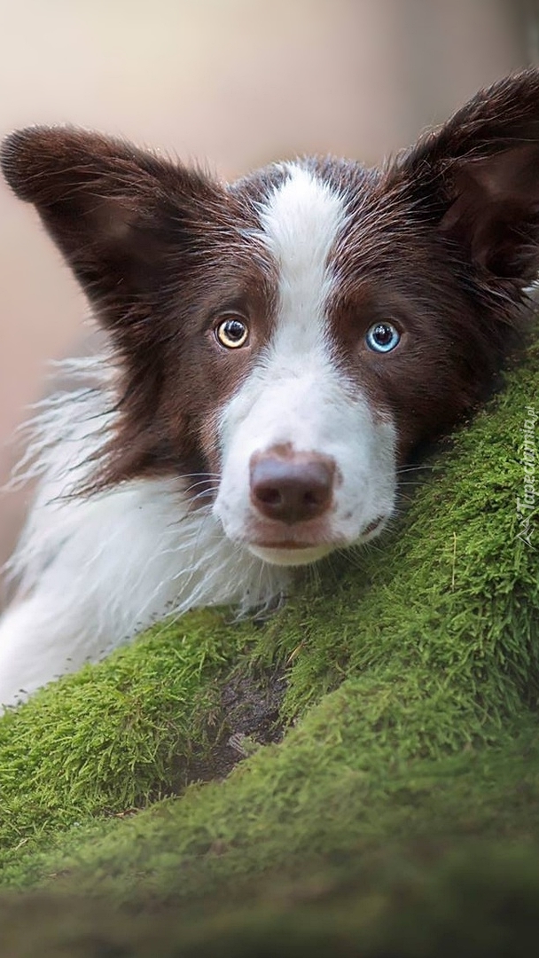 Border collie przy omszałym drzewie