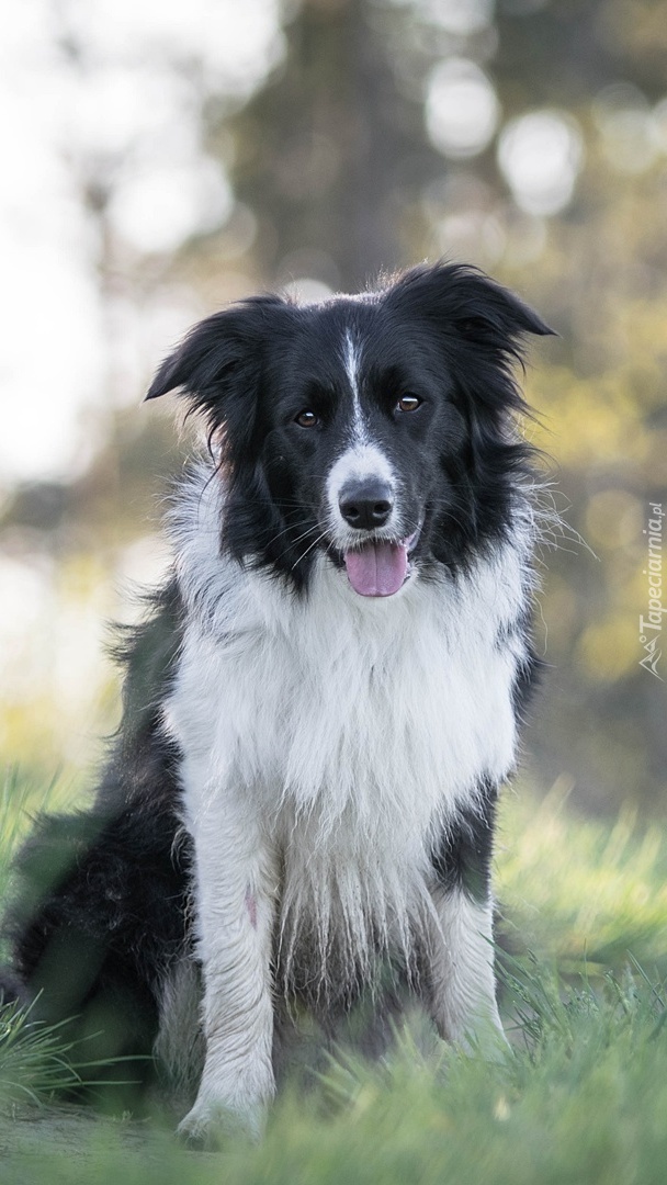 Border collie przysiadł na trawie