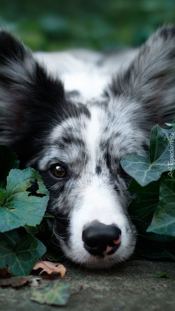 Border collie przysłonięty bluszczem