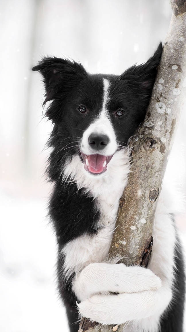 Border collie przytulony do drzewa