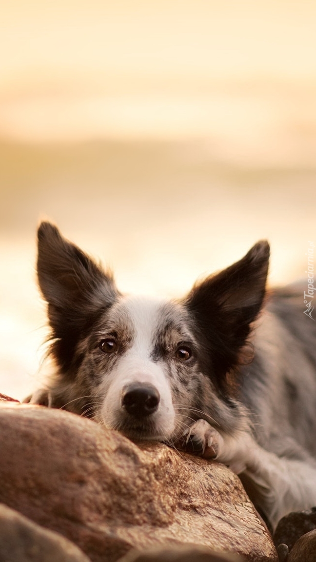 Border collie przytulony do kamienia