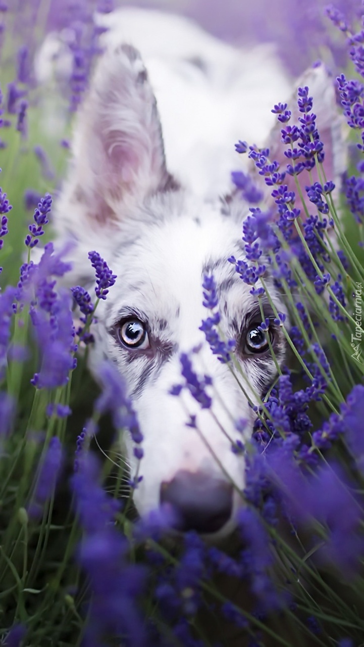 Border collie schowany w lawendzie