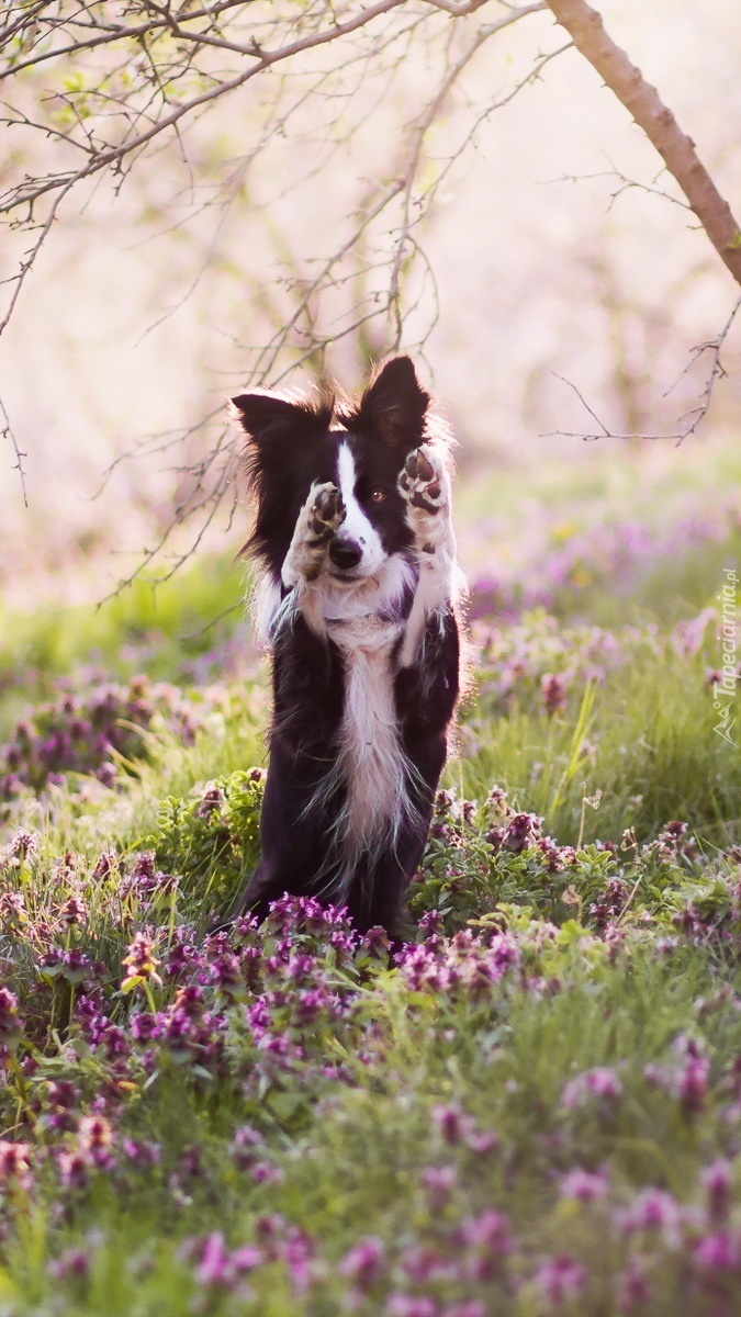 Border collie się wstydzi