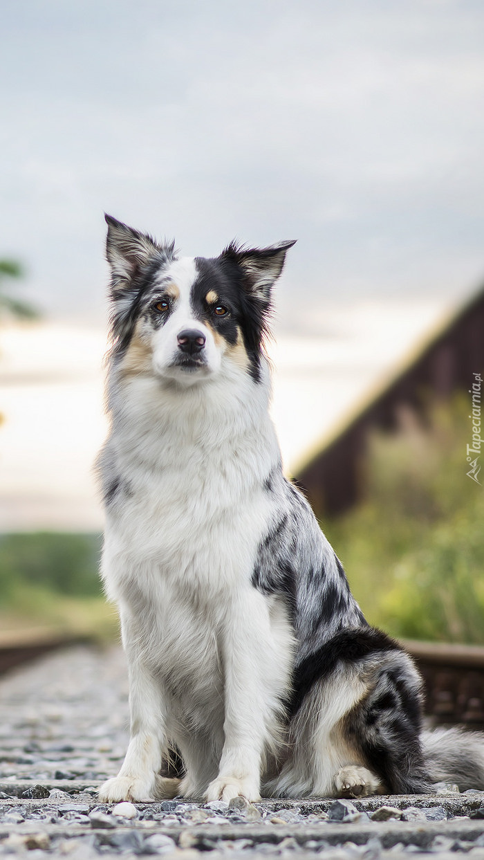 Border collie siedzący na torach kolejowych