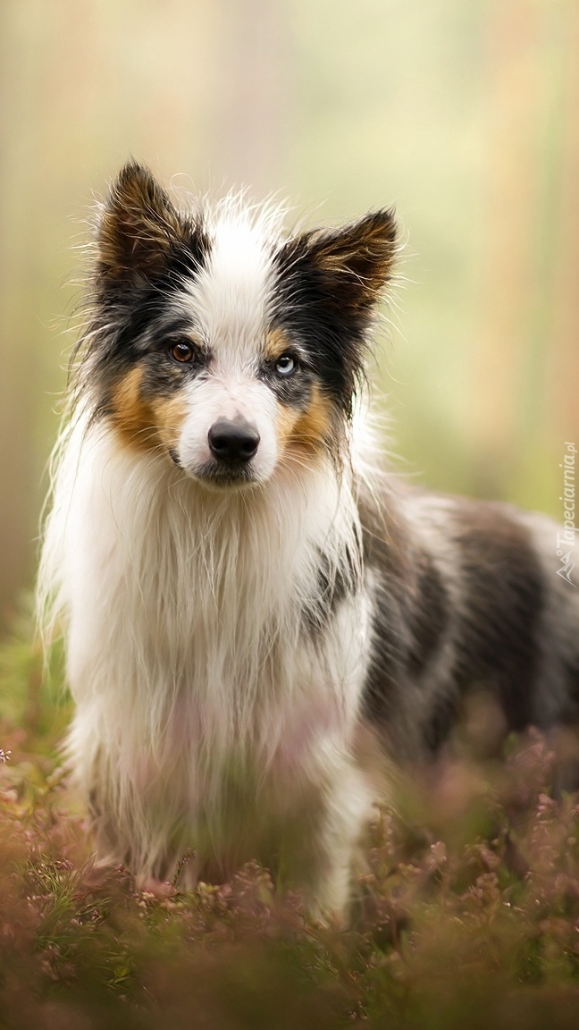 Border collie tricolor