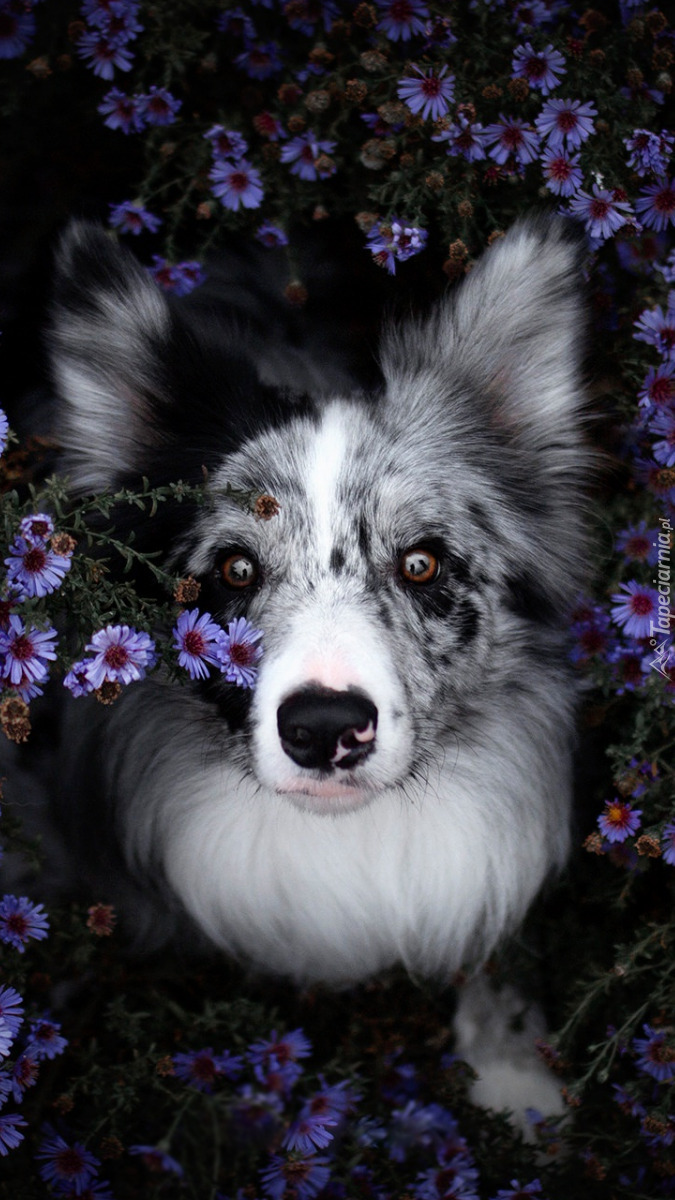 Border collie w astrach marcinkach