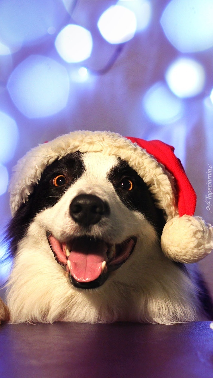 Border collie w czapce Mikołaja