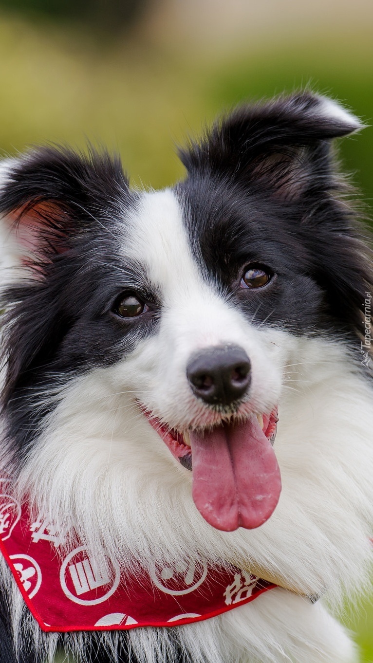 Border collie w czerwonej apaszce