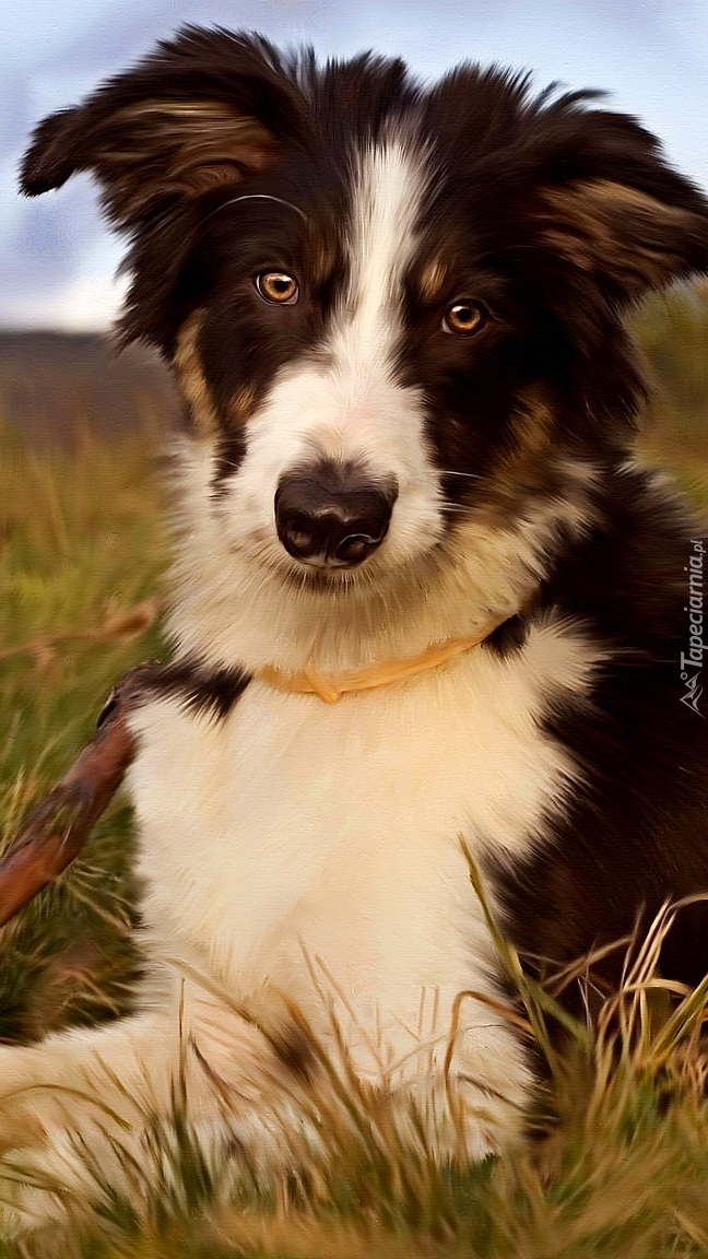 Border collie w grafice