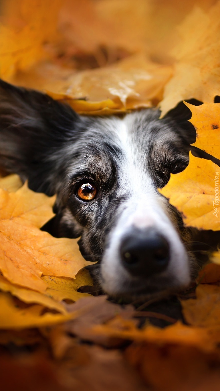 Pies - Tapety na telefon