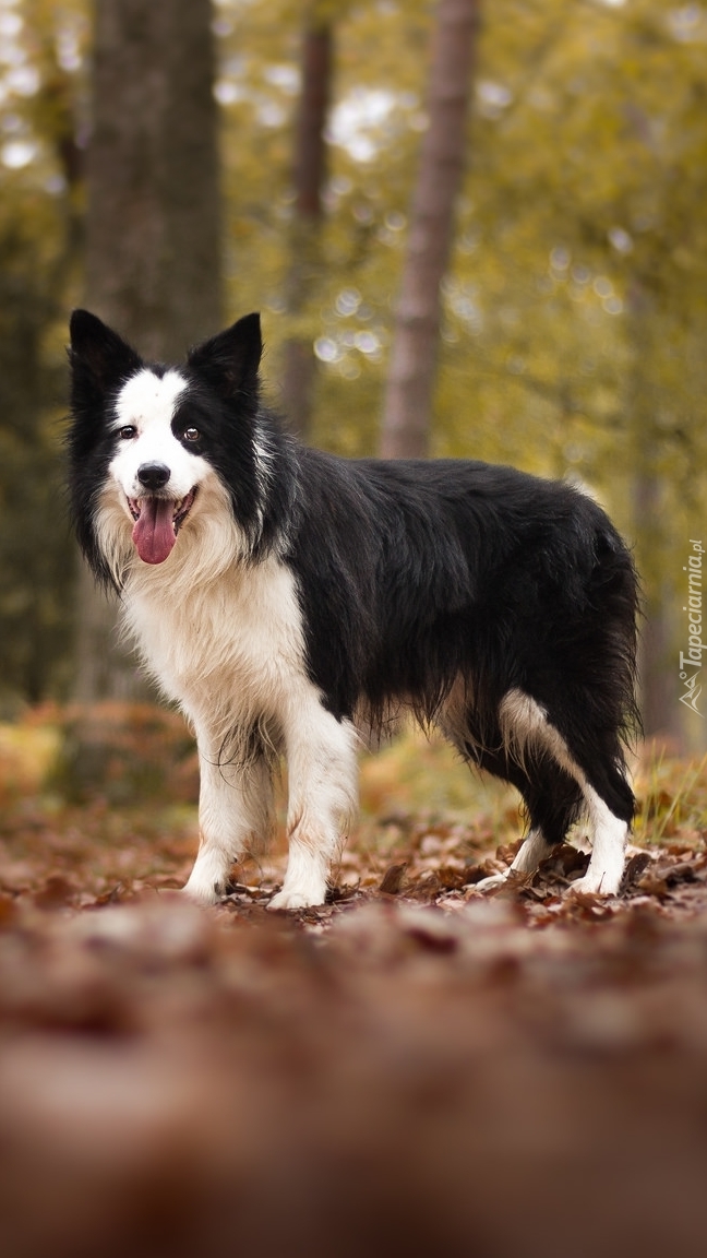 Border collie w jesiennym lesie