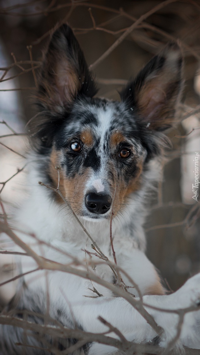 Border collie w krzakach