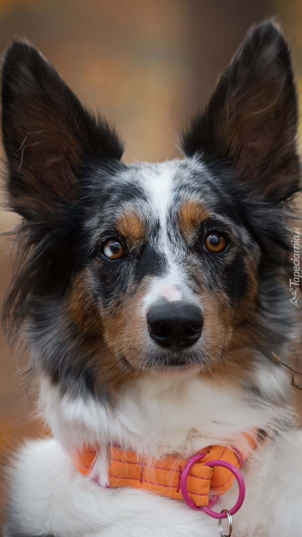 Border collie w obroży