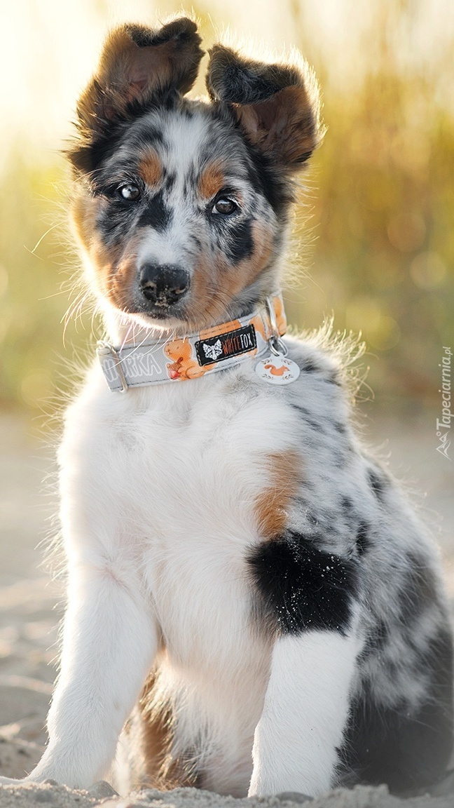 Border collie w obroży