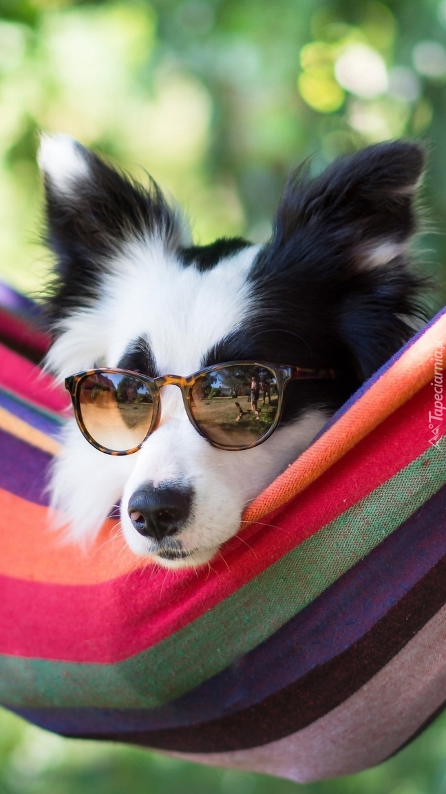 Border collie w okularach