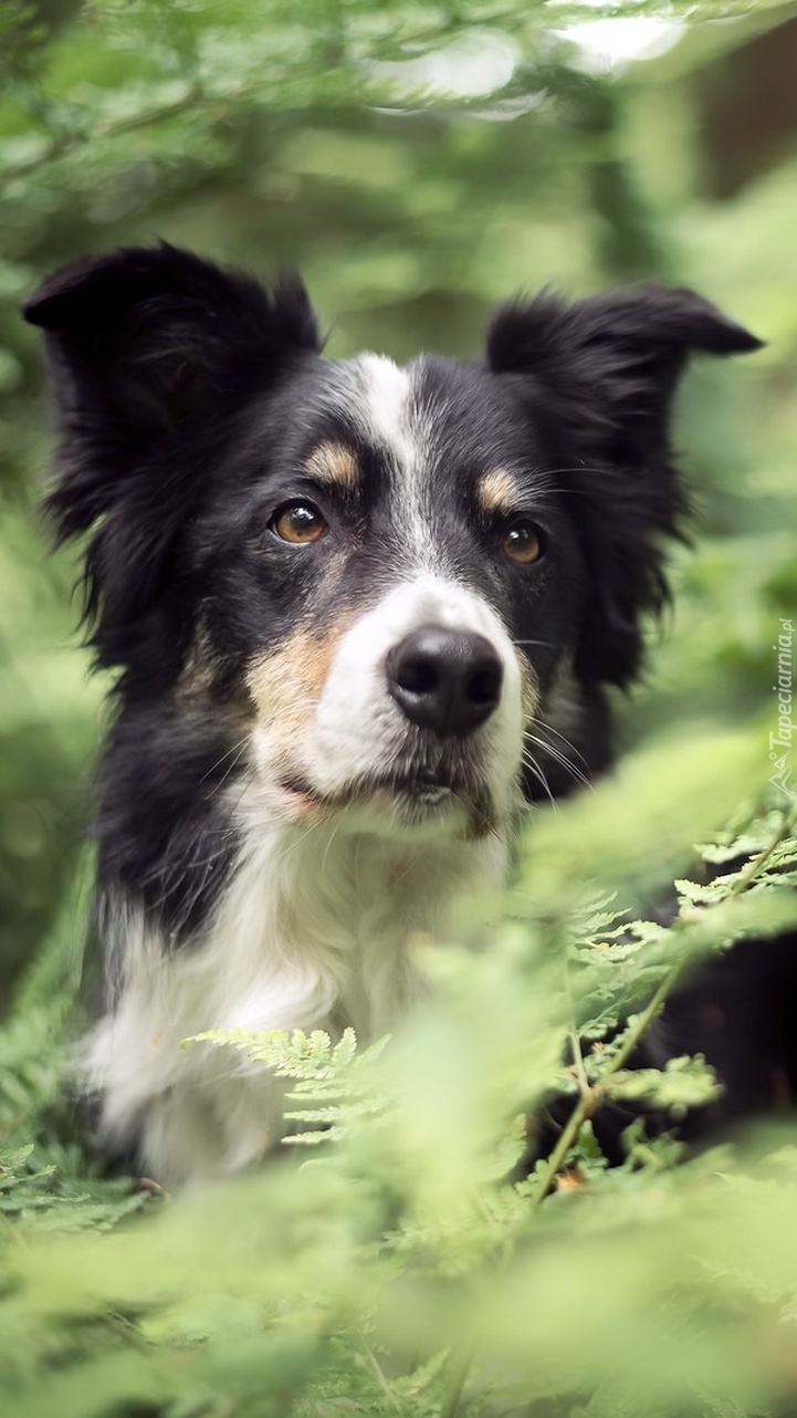 Border collie w paprociach