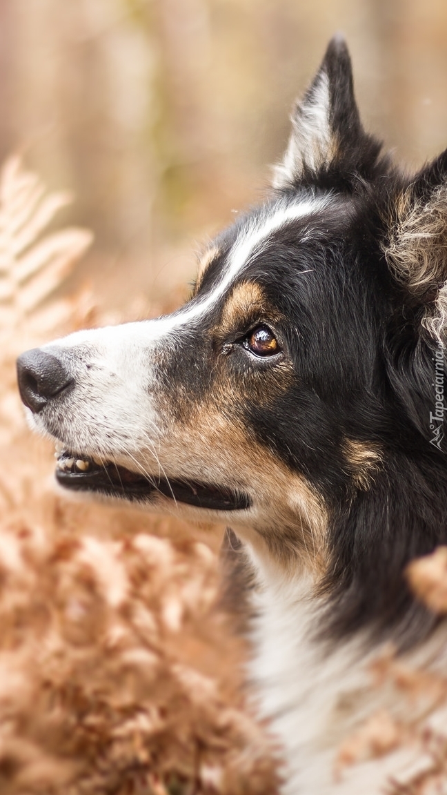 Border collie w paprociach