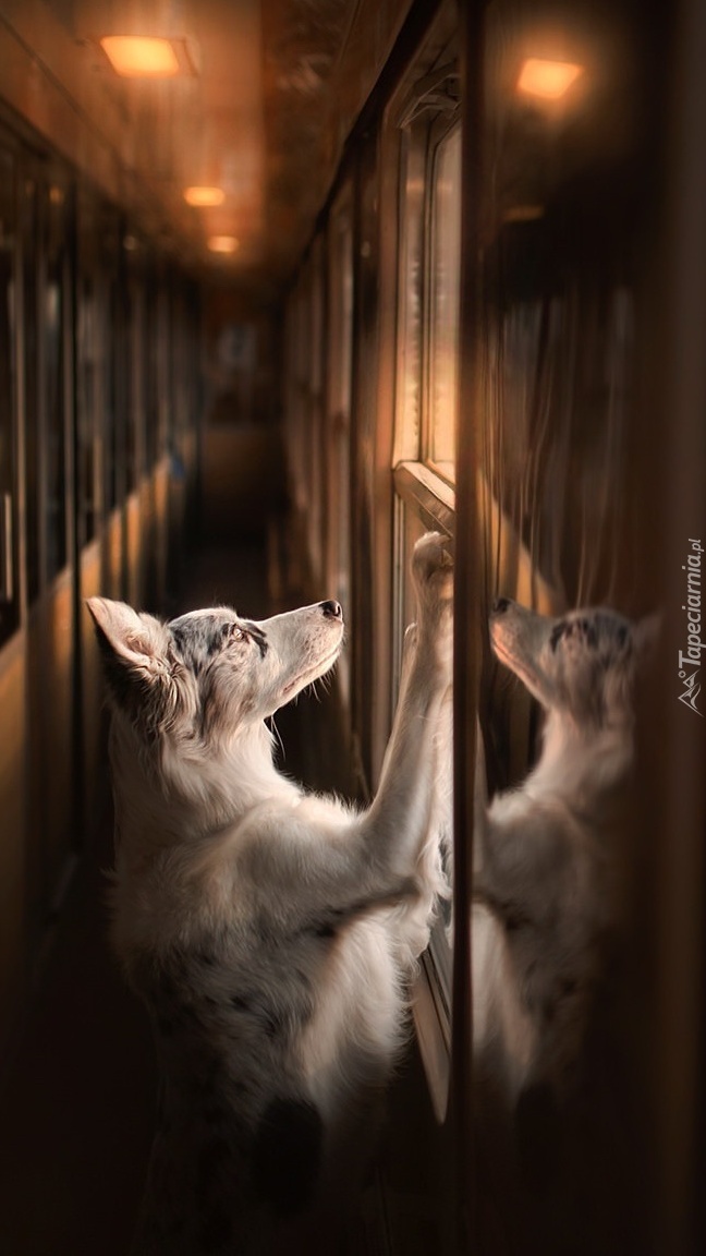 Border collie w pociągu