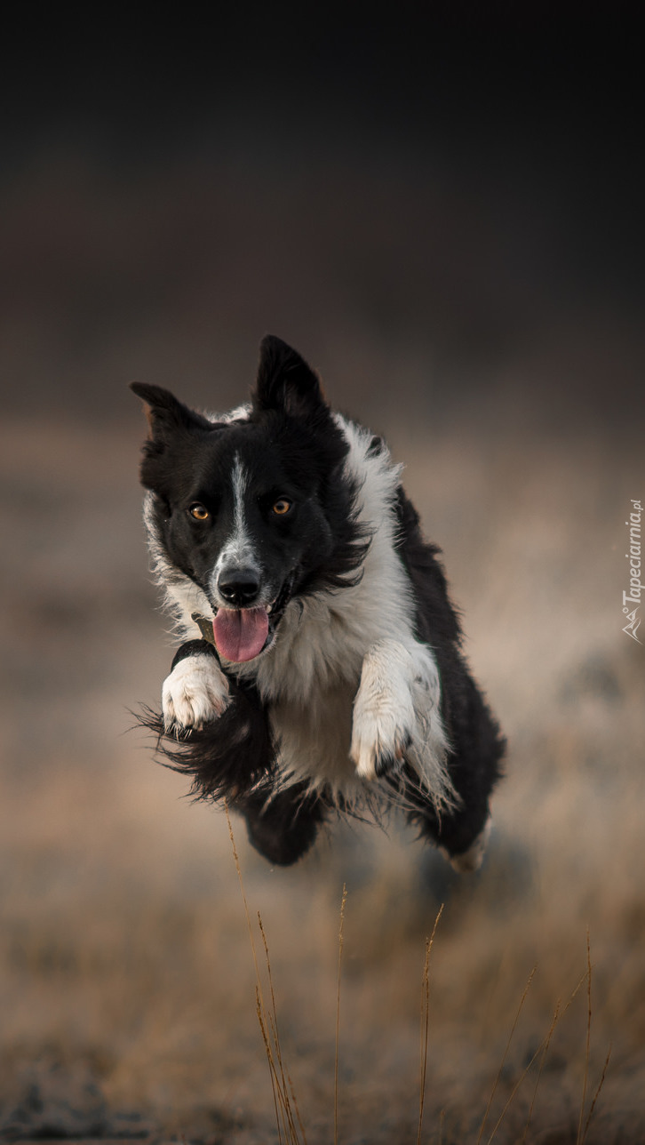 Border collie w podskokach