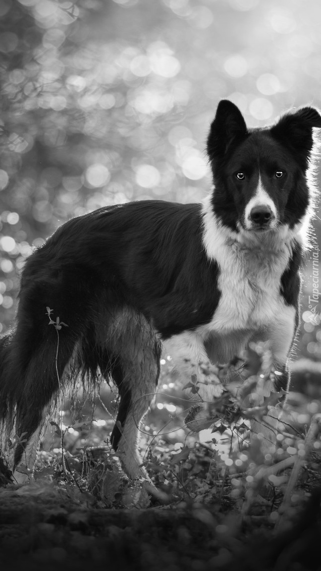 Border collie w roślinach