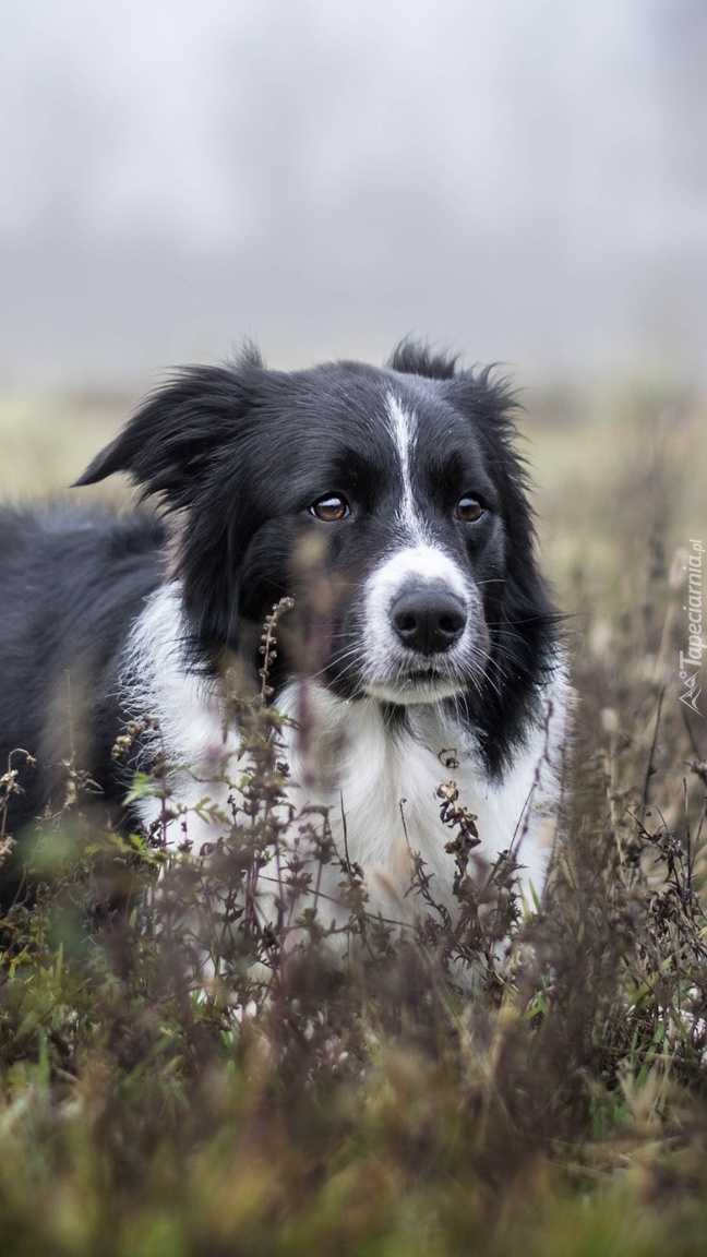 Border collie w roślinach