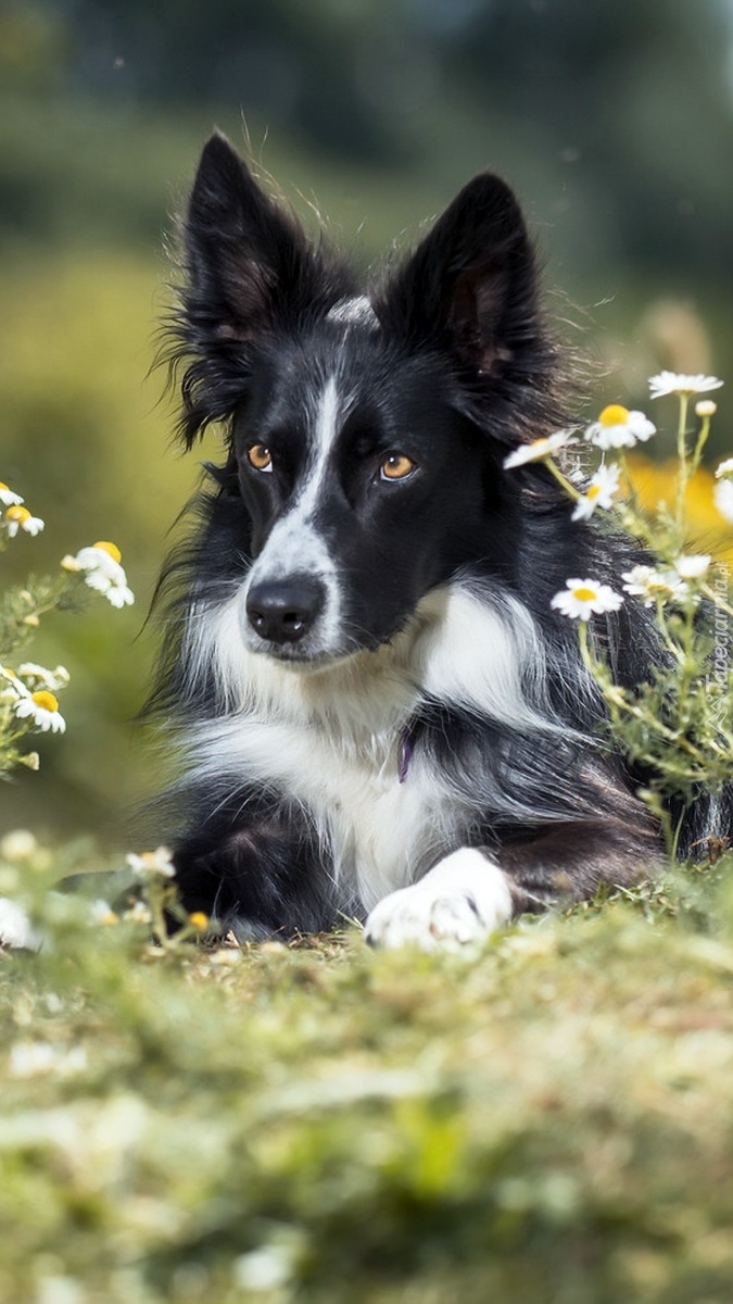 Border collie w rumiankach