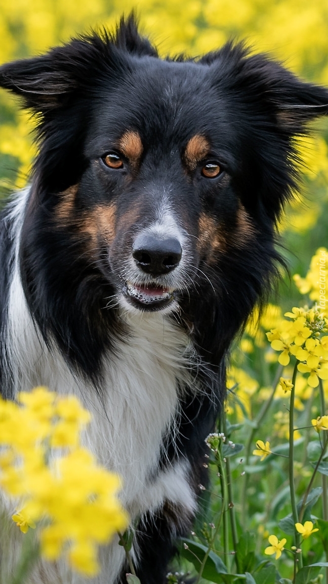 Border collie w rzepaku