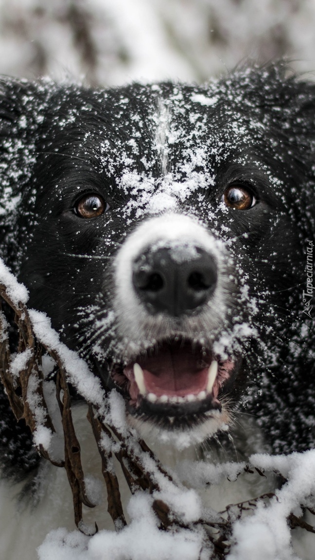 Border collie w śniegu