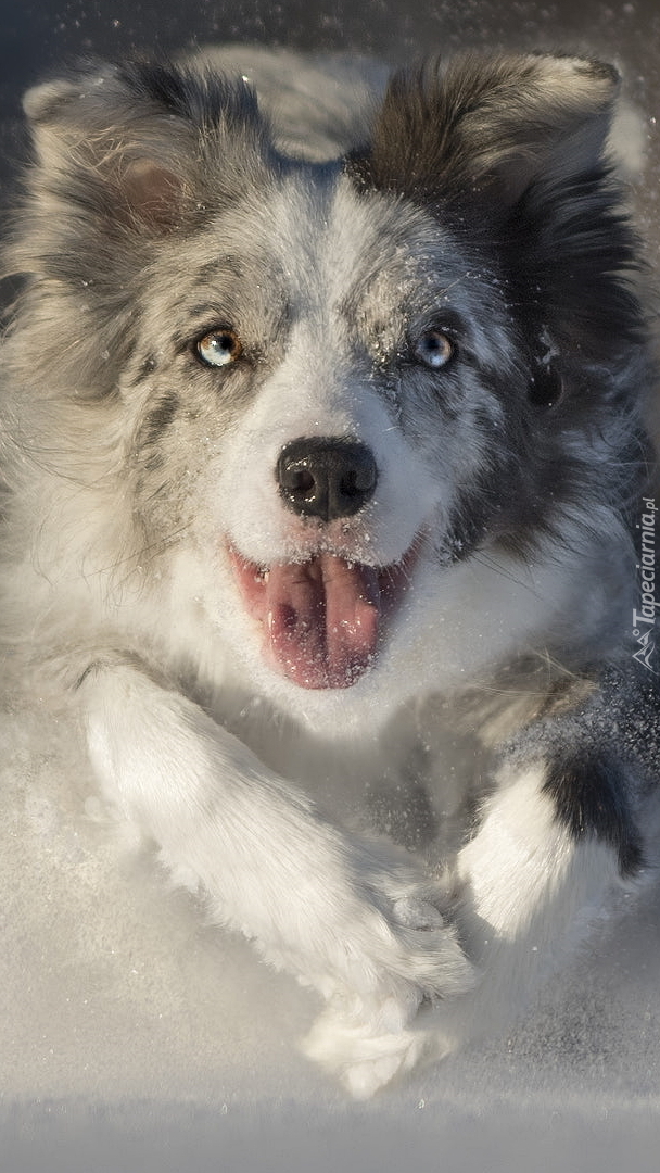 Border collie w śniegu