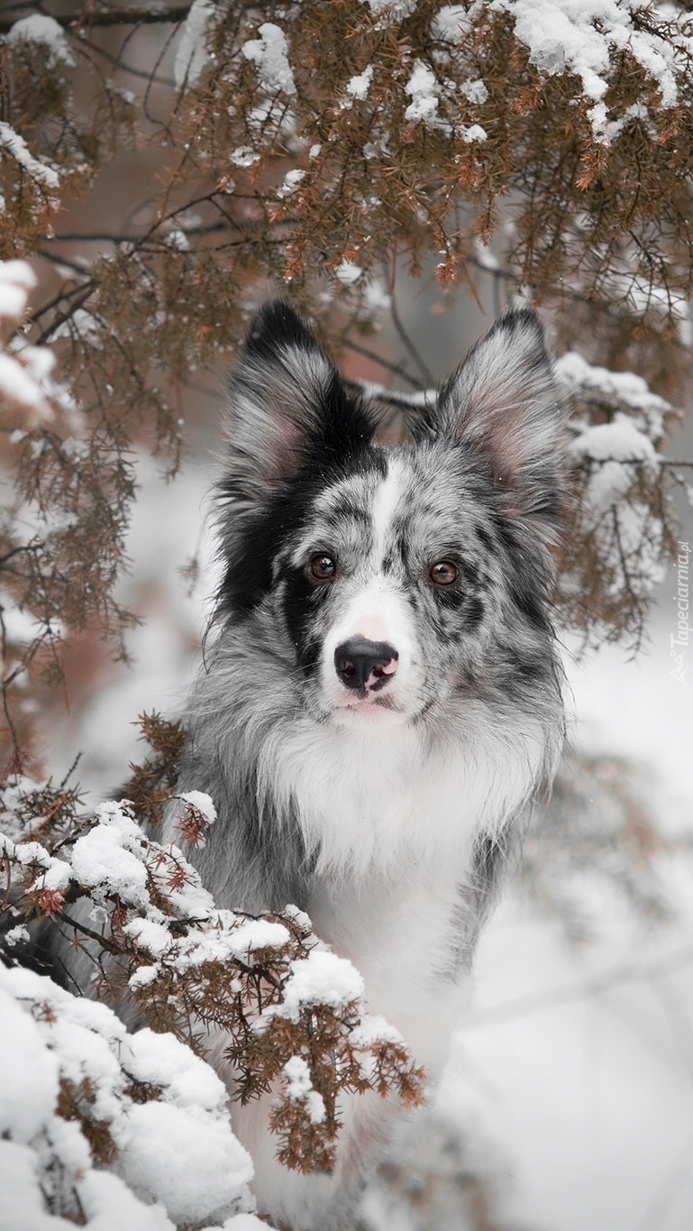 Border collie w śniegu pod gałązkami