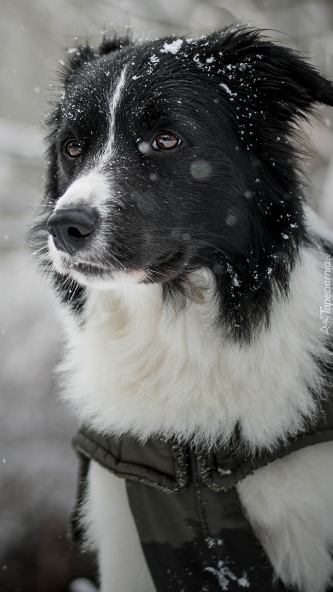 Border collie w śniegu