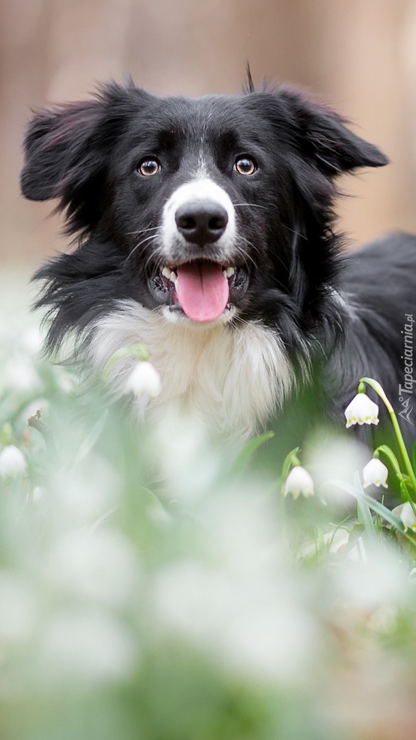 Border collie w śnieżycach