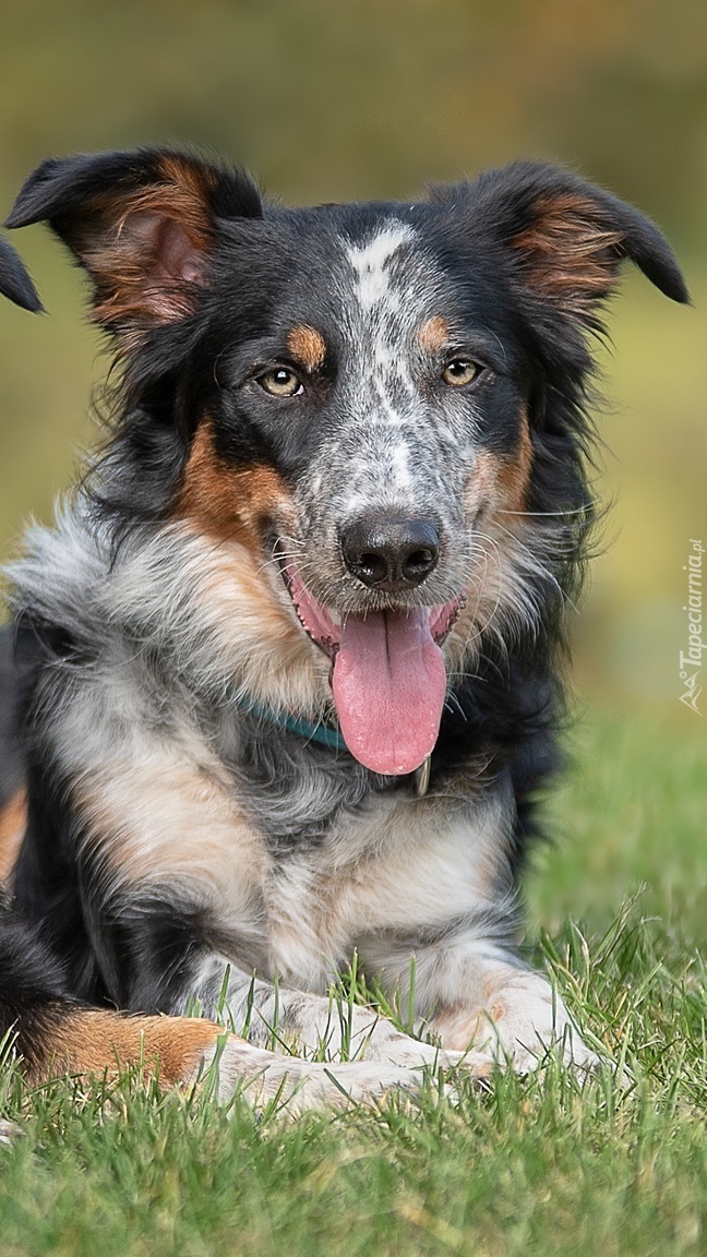 Border collie  w trawie