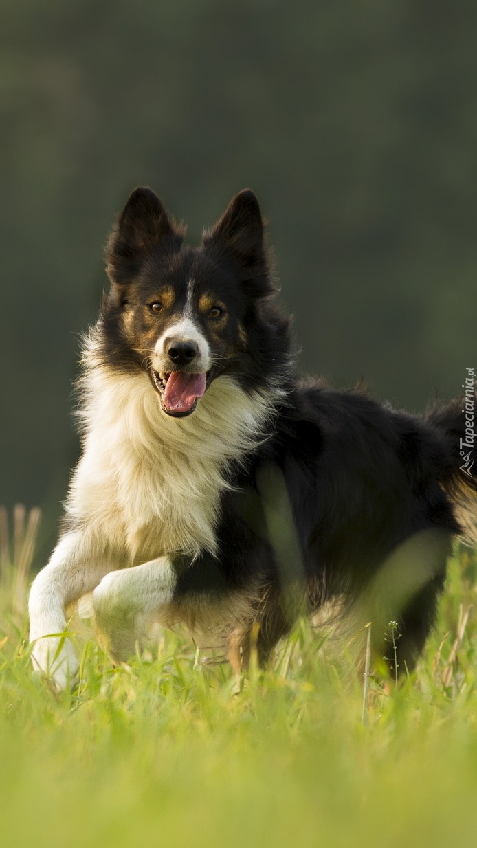 Border collie w trawie