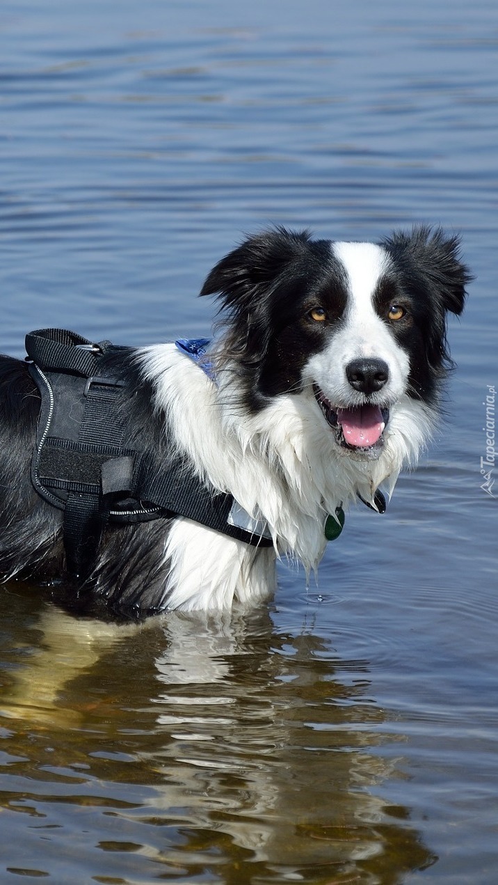 Border collie w wodzie