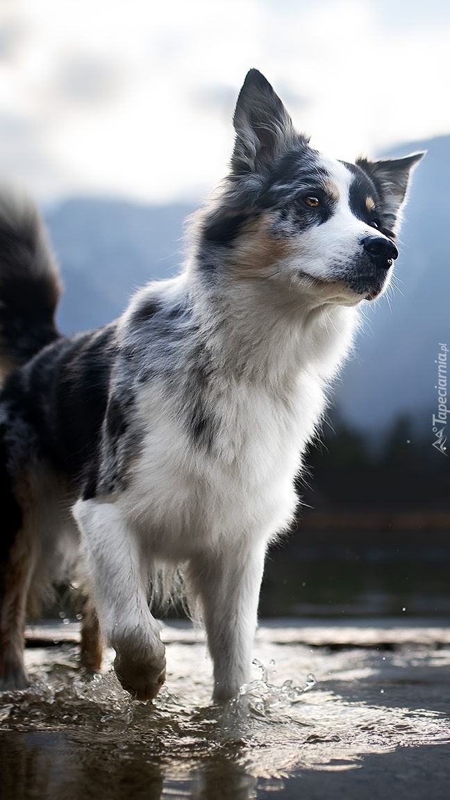 Border collie w wodzie