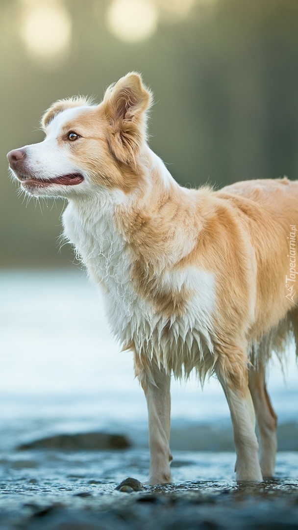 Border collie w wodzie