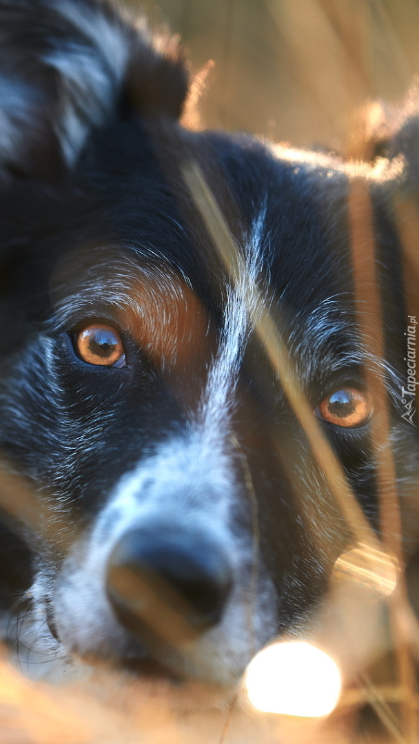 Border collie w zbliżeniu