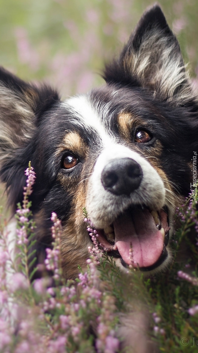 Border collie we wrzosach