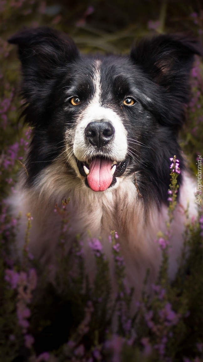 Border collie we wrzosach