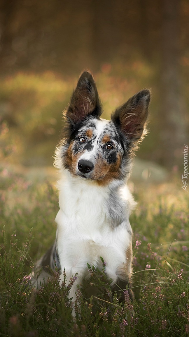 Border collie we wrzosach